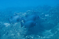 Oplegnathus punctatus