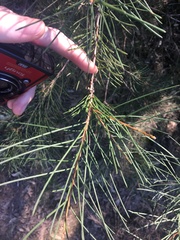 Melaleuca linearis acerosa