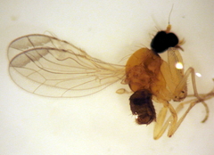 Phyllodromia flexura