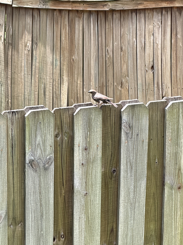 Brown-headed Cowbird