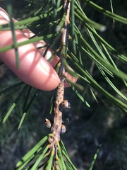 Melaleuca linearis acerosa