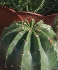 Cactoideae