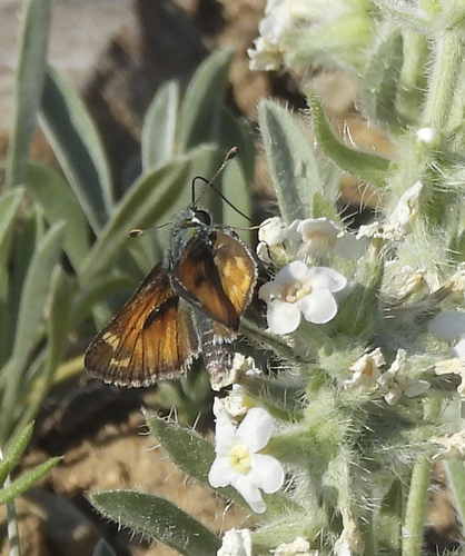 iNaturalist observation photo of Branded Skippers