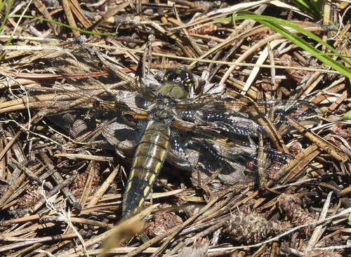 iNaturalist observation photo of Four-spotted Skimmer
