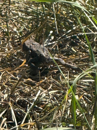 European Toad