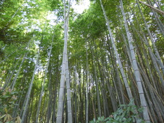 Phyllostachys edulis