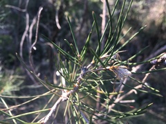 Melaleuca linearis acerosa