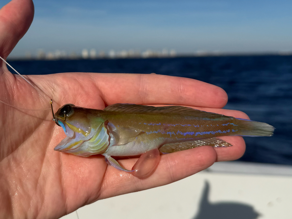 Moustache jawfish (Opistognathus lonchurus) — Opistognathidae