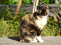 Felis catus