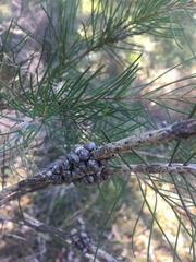 Melaleuca linearis acerosa