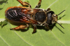 Megachile takaoensis
