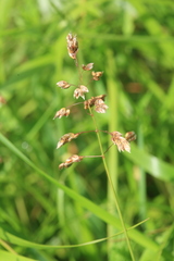 Anthoxanthum glabrum