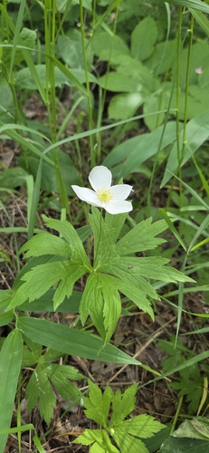 Canada anemone