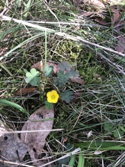 Oxalis exilis