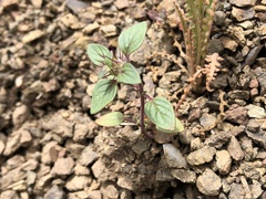 Acanthomintha lanceolata