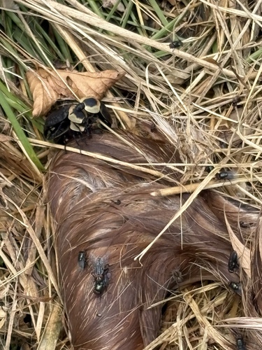 American Carrion Beetle
