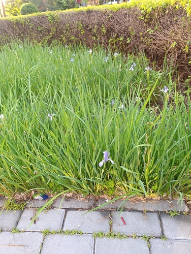 Iris oxypetala