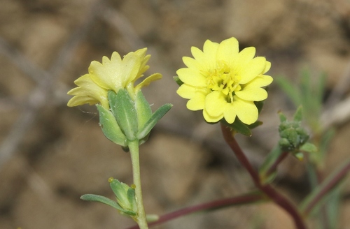 Calycadenia micrantha