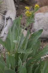 Senecio atratus
