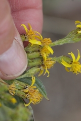 author not stated, no rights reserved Senecio atratus, photograph author not stated, no rights reserved
