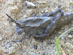 Dracotettix monstrosus