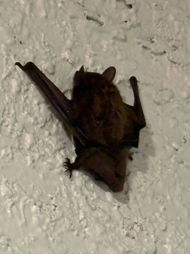 Evening Bat observed by sophia22366