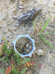 Dracotettix monstrosus