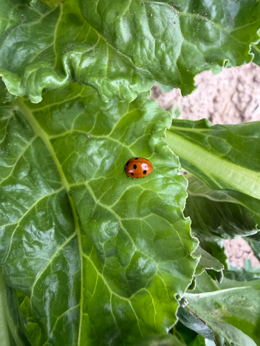 Seven-spotted Lady Beetle