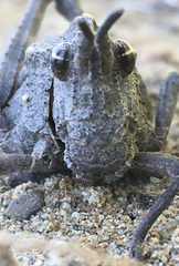 Dracotettix monstrosus