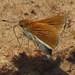 Two-spotted Skipper - Photo (c) Stuart Tingley, some rights reserved (CC BY-NC), uploaded by Stuart Tingley