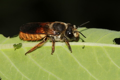 Megachile takaoensis