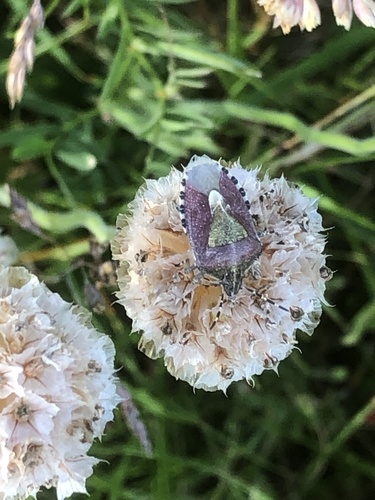 Sloe Bug