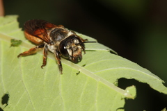 Megachile takaoensis