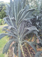 Brassica oleracea acephala