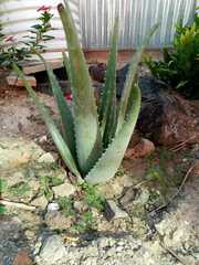 Aloe vera