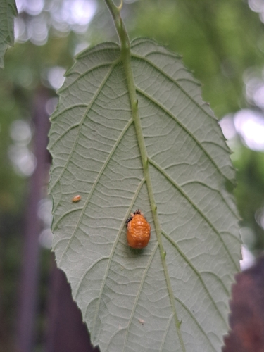 Asian Lady Beetle