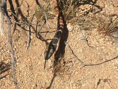 Masticophis flagellum piceus