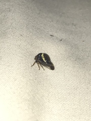 Smilia fasciata