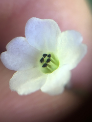 Nemophila