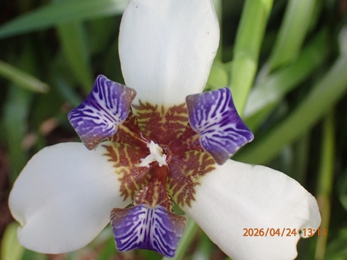 Trimezia candida, 2026-04-24