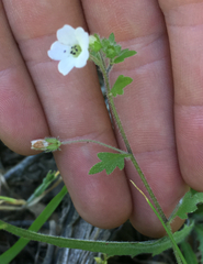 Nemophila