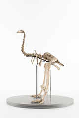 Dinornithiformes