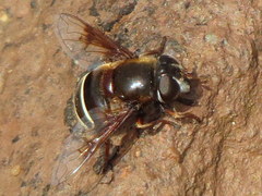Eristalis cryptarum