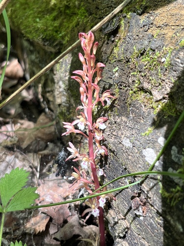 spotted coralroot