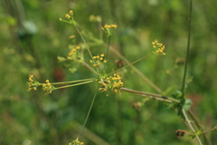 Bupleurum longiradiatum