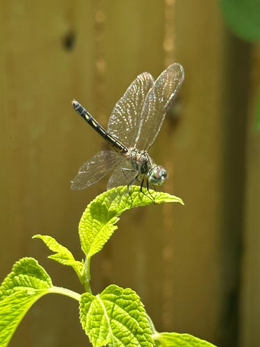 Blue Dasher