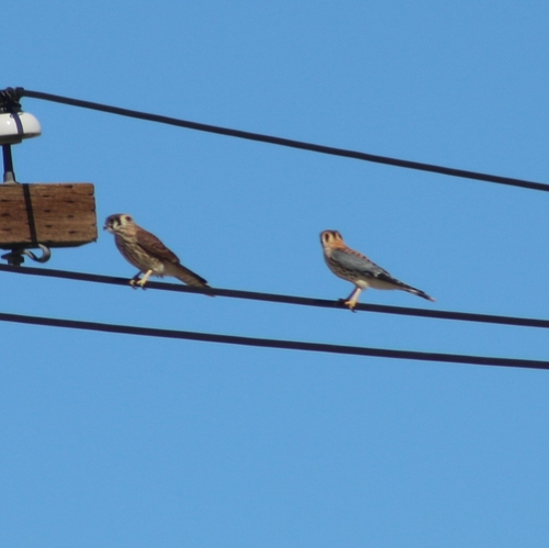 American Kestrel