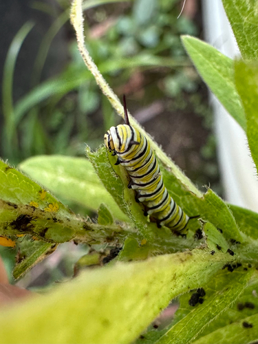 Monarch