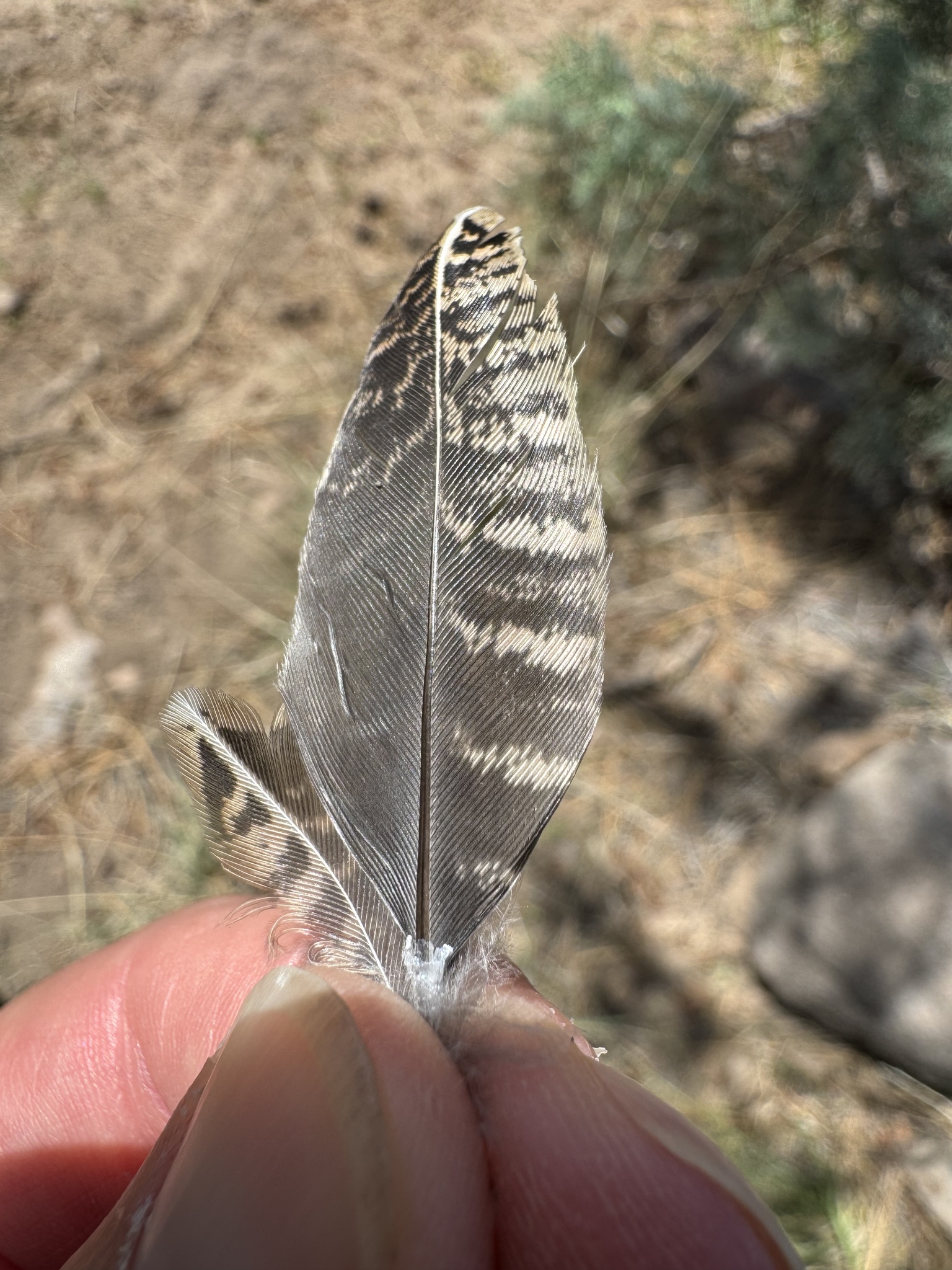 Montezuma Quail (Cyrtonyx montezumae), photo 3