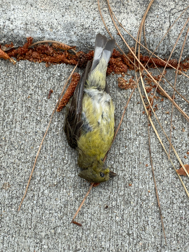 Lesser Goldfinch